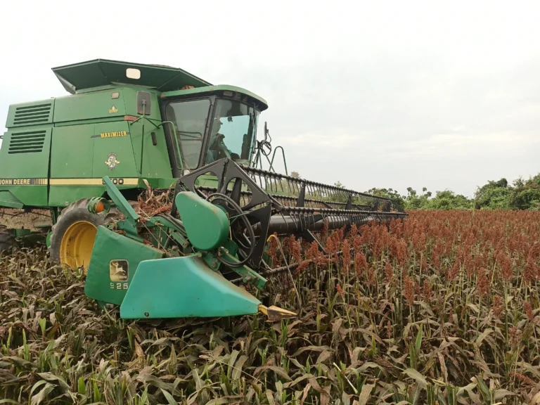 Tractor cosechando sorgo
