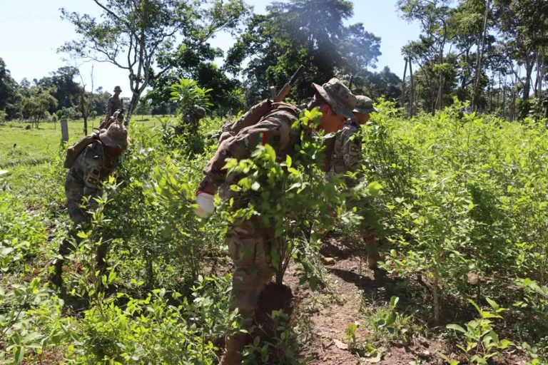Erradicación de coca