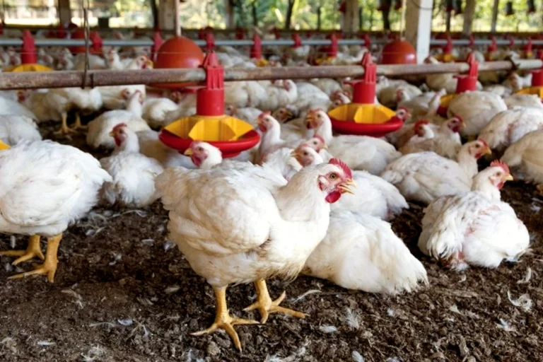 Tras pérdida de Bs 48 millones por bloqueos, avicultores exigen una ley “antibloqueos”