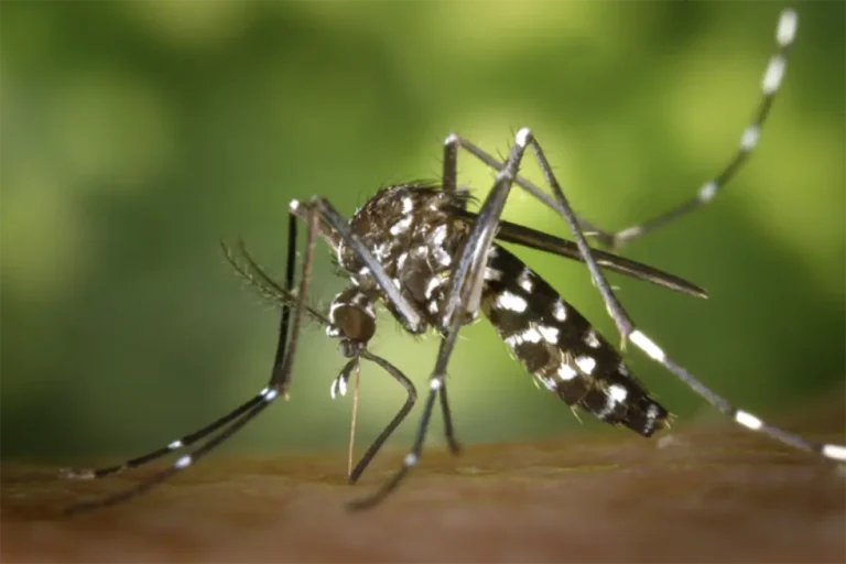 mosquito aedes