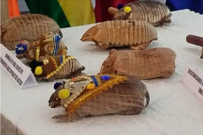 Quirquinchios disecados decomisados