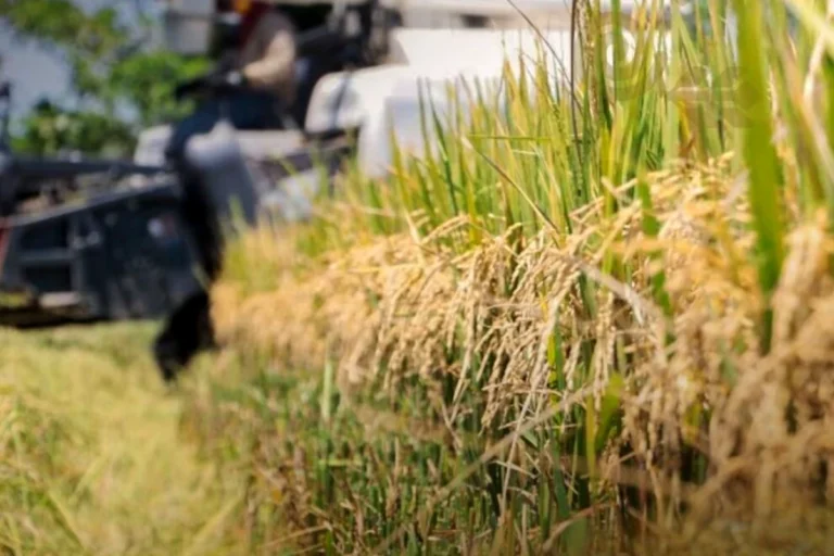 Prevén superávit en la producción de arroz tras buen desempeño en Beni y Guarayos