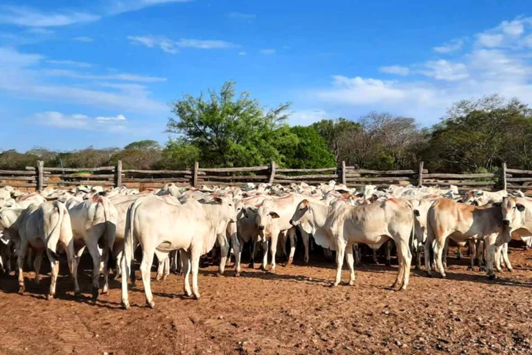 Gasolina de mala calidad afecta producción y equipos ganaderos en Beni
