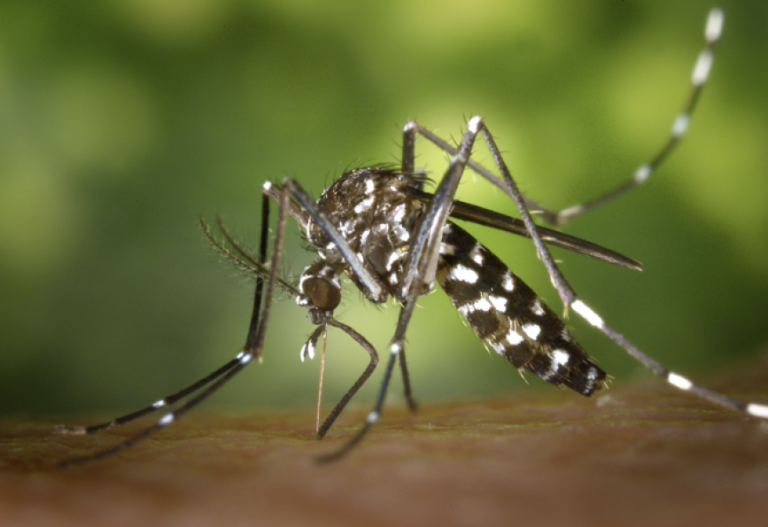 Mosquito Aedes