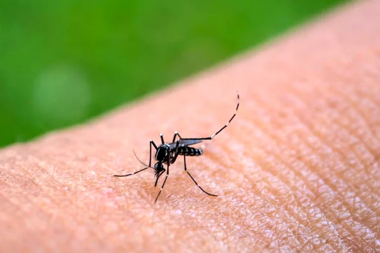 Alerta roja por chikungunya en La Paz refleja avance del mosquito hacia zonas altas