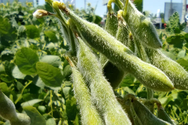 Cosecha de soya bordeará los 3 millones de tn pese al limitado acceso a biotecnología