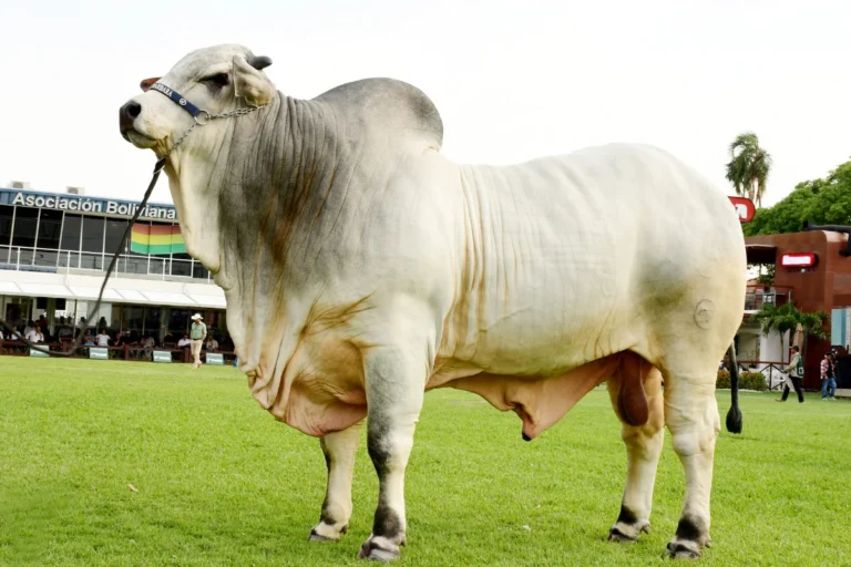 La genética de élite impulsa las exportaciones de carne y despierta el interés regional