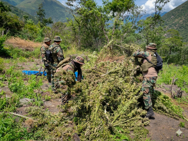 El giro global del cannabis llega a Bolivia con una propuesta de ley para uso medicinal