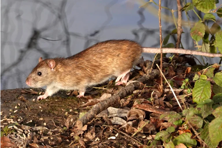 Mientras Europa teme al hantavirus, Bolivia arrastra medio siglo de epidemias olvidadas