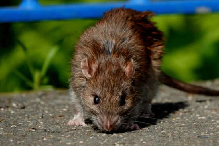 Cuatro casos de hantavirus en Tarija en lo que va del año: refuerzan la vigilancia
