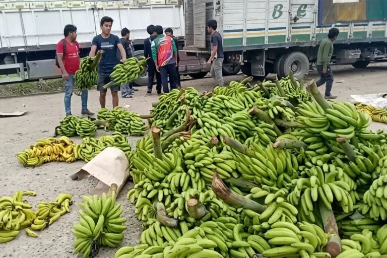 banano desechado
