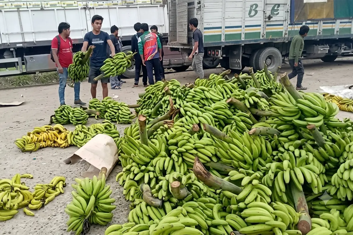 banano desechado