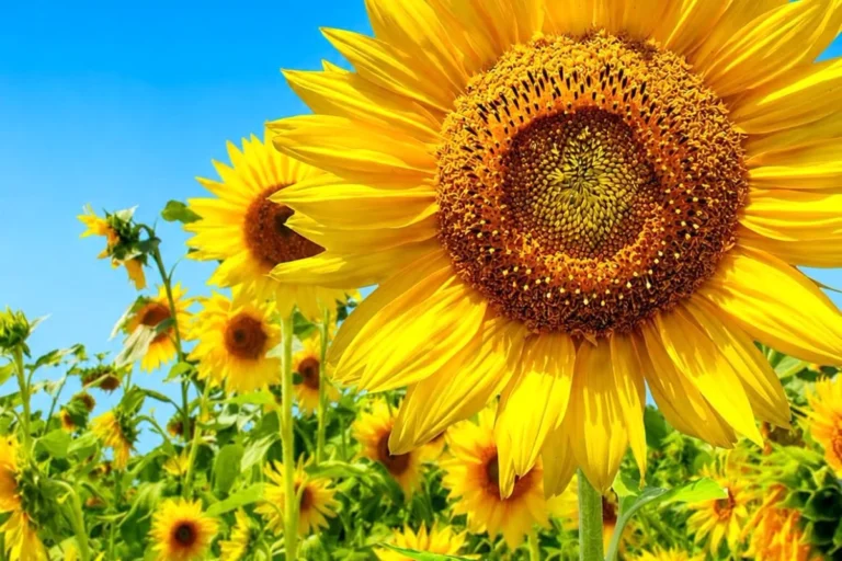 El girasol suma híbridos resistentes al jopo y tolerantes a herbicidas
