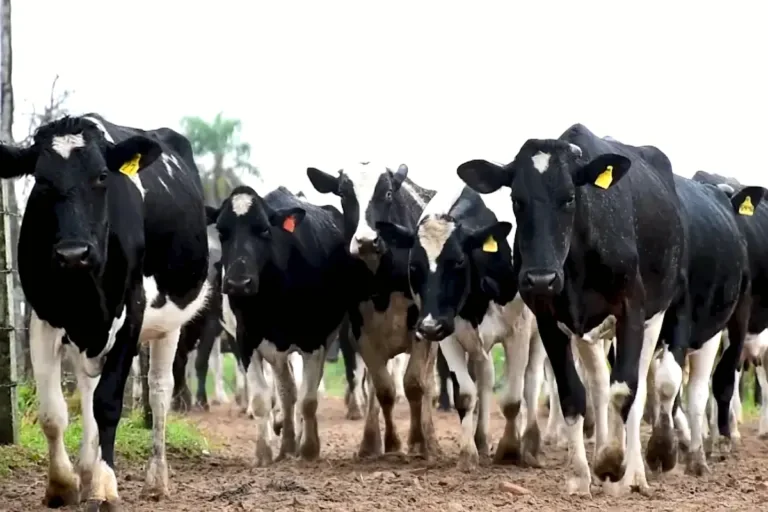 Lecheros advierten que el diésel a Bs 18 podría elevar el precio de la leche
