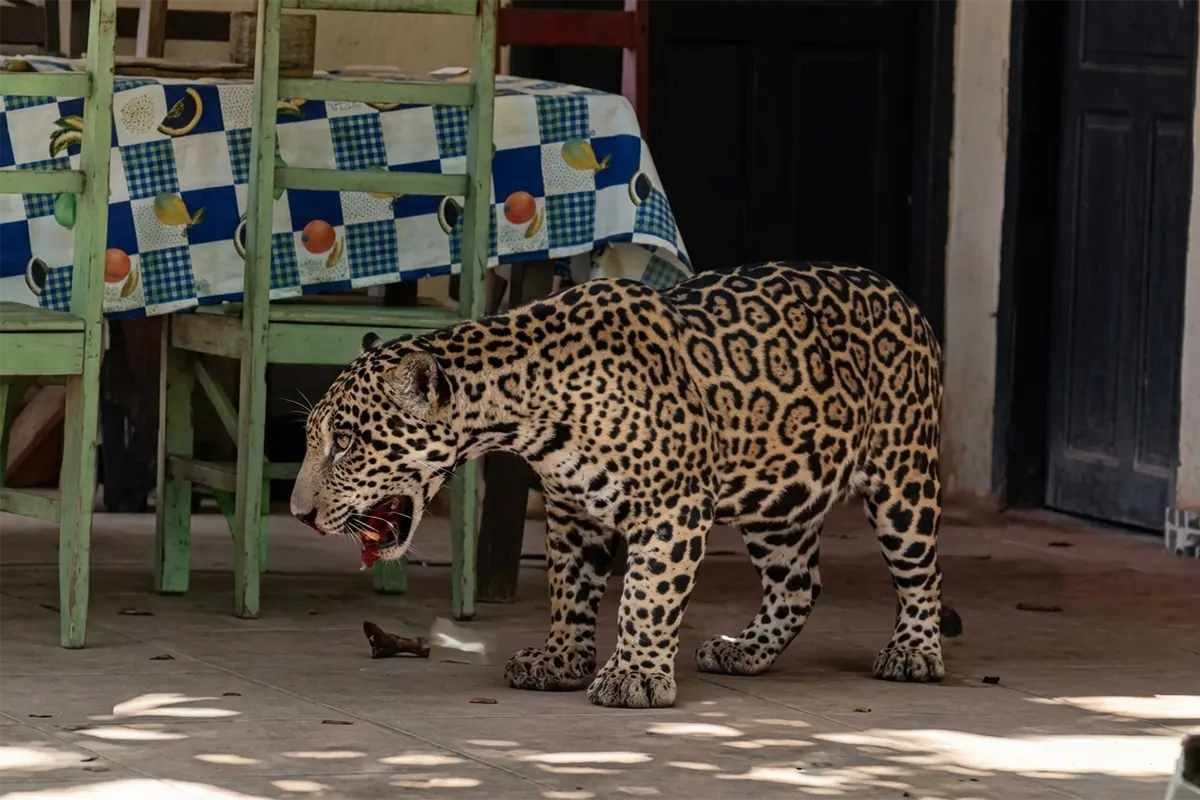 jaguar
