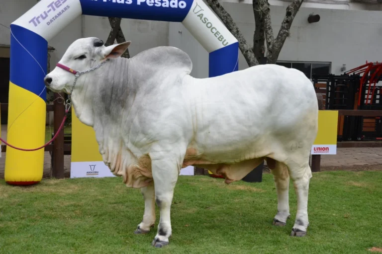 Con 1.235 kg, Sylvester FIV es el toro más pesado de Expocruz 2026
