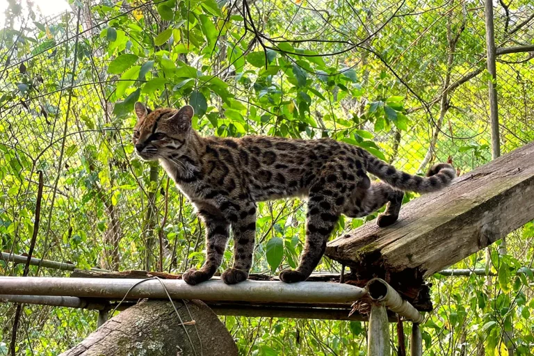 La ruta del ADN hasta el gato de los Yungas: de cráneos de museo a un refugio en La Paz